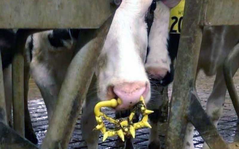 Close view of a cow in a stall wearing a yellow plastic nasal weaning device with spikes.