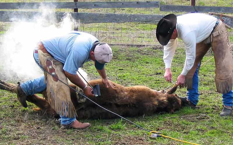 Two people in cowboy attire immobilizing a calf on the ground to perform hot-iron branding.