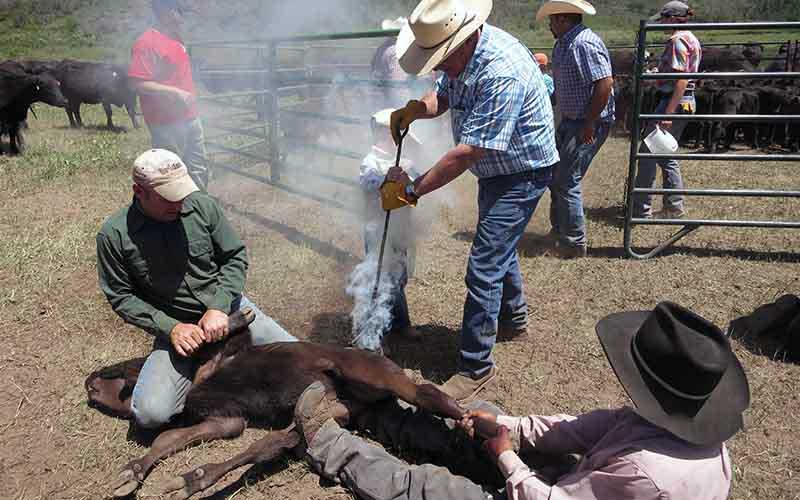 Hot-iron branding procedure on a young calf held on the ground by several people in a pen.