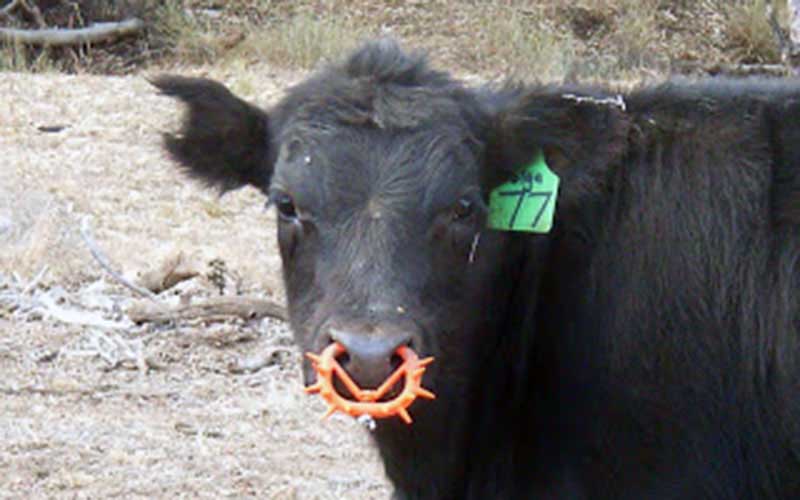 Close-up of a young black bovine wearing an orange plastic nose ring equipped with spikes.