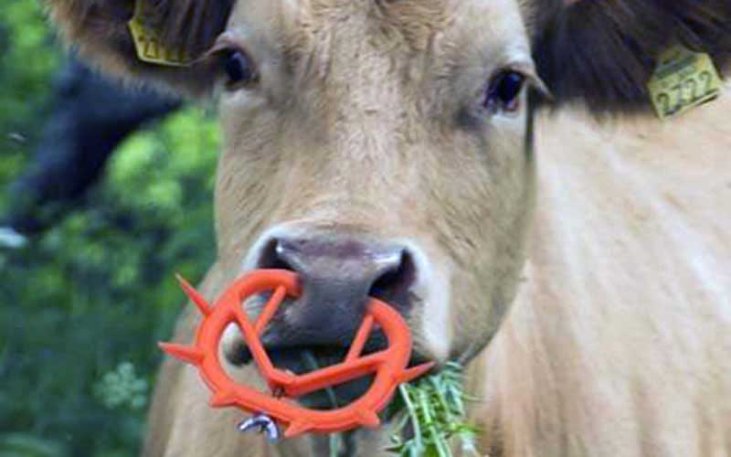 Close-up view of a light-colored cow grazing grass while wearing a spiky orange nasal weaning device.