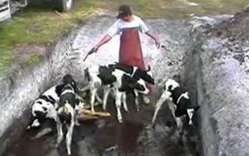 A person wearing an apron and holding a firearm in a narrow alley surrounded by young calves.