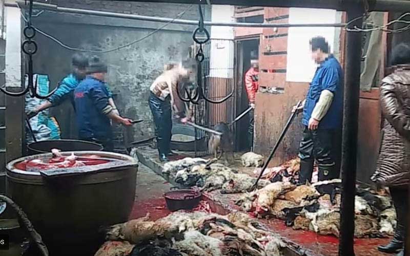 Similar view of workers and animal carcasses in a processing area.