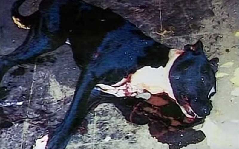 An injured and bloody dog lying on the floor.