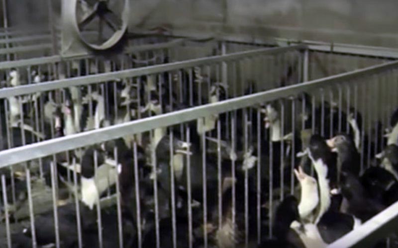 Ducks confined inside cages in a farming facility.
