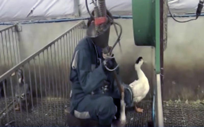 A worker using a force-feeding tube to feed a duck.