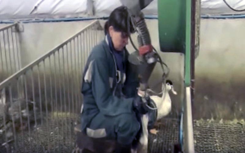 Close-up view of a worker performing mechanical force-feeding on a duck.