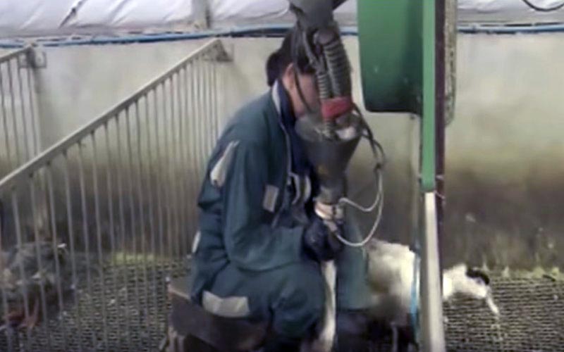 The force-feeding process underway with a duck held by the operator.