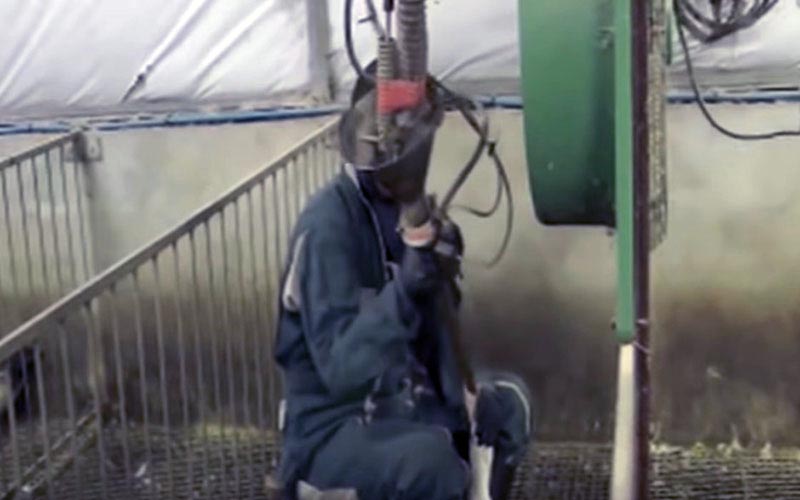 A worker handling force-feeding equipment near breeding cages.
