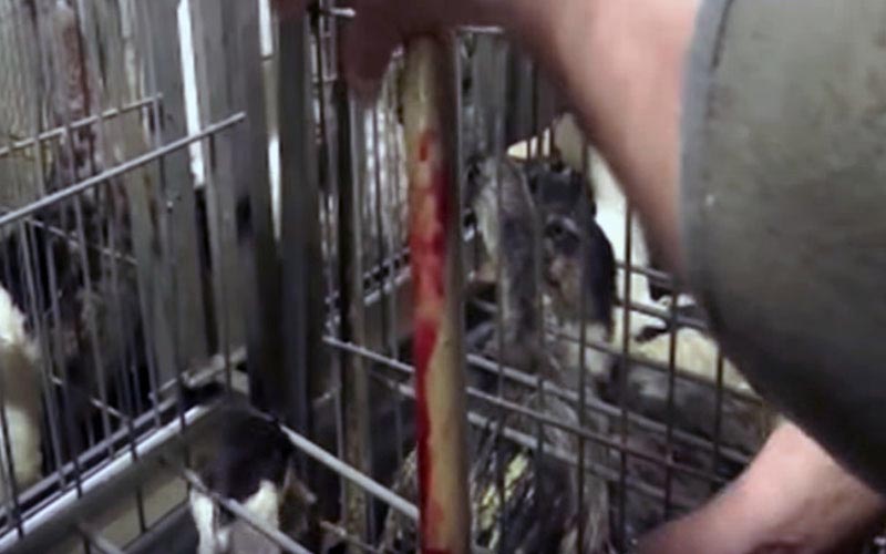 A bloody force-feeding tube held by an operator between cages.