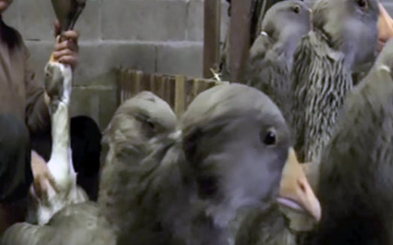 Geese and ducks gathered together in a cramped enclosure.