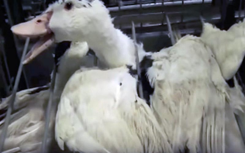 A visibly stressed duck with its beak open through the bars of its cage.