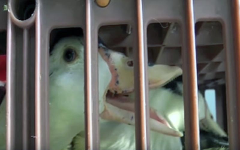 A duck confined inside a plastic transport crate.