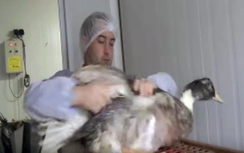 A worker handling a duck roughly in the production unit.