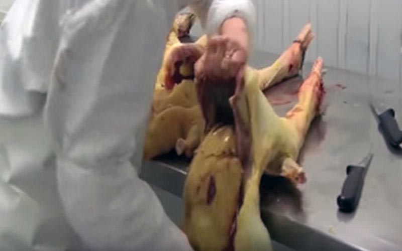 The handling of poultry carcasses on a cutting table in a slaughterhouse.