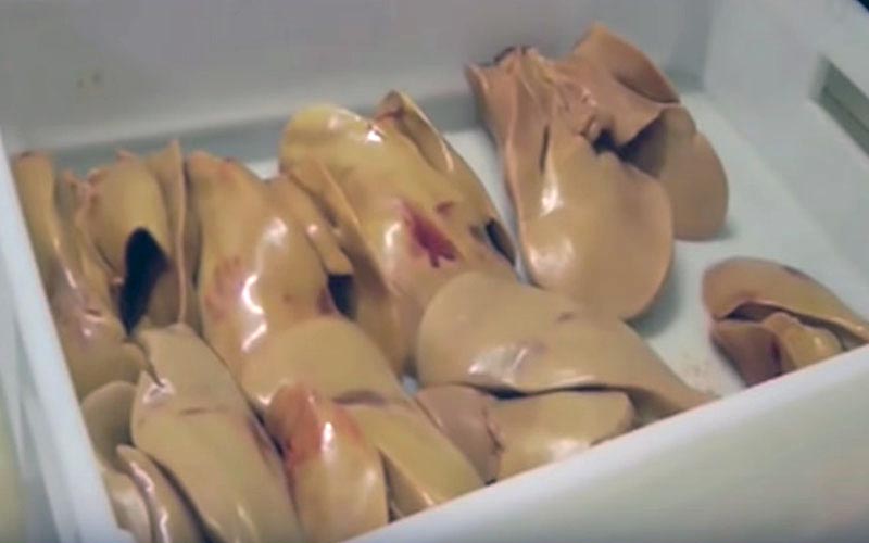 A container holding duck livers resulting from slaughter.