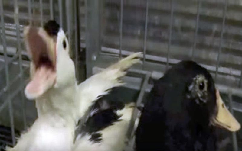 Close-up of two ducks in a cage, one of them calling out with its beak wide open.