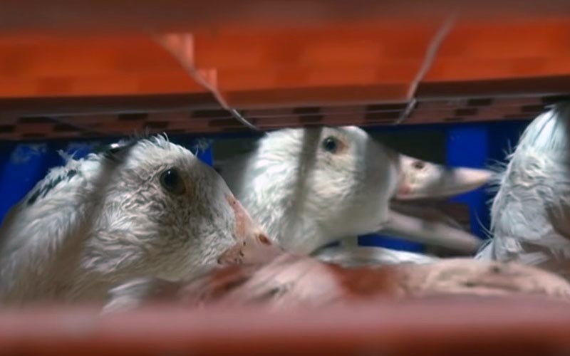 View through the cage structures of crowded ducks.