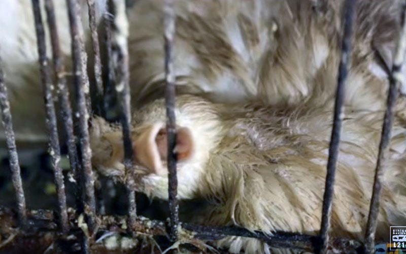 A distressed duck confined in a cramped and dirty cage.