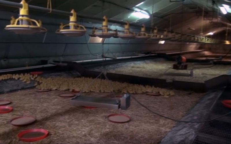 Overview of a large industrial poultry farming building with heat lamps.