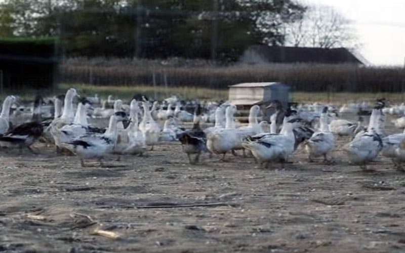 A group of ducks outdoors in a dirt enclosure.