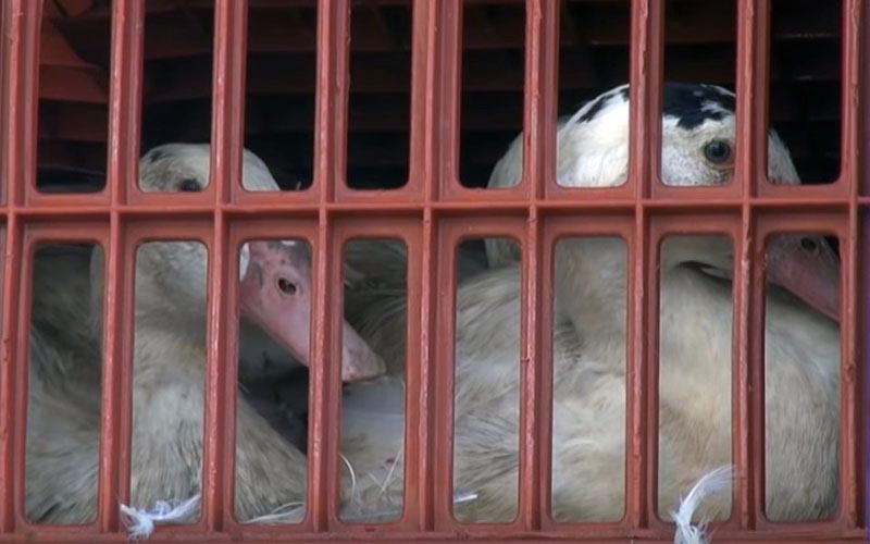 Close-up view of ducks confined inside a red plastic transport crate.