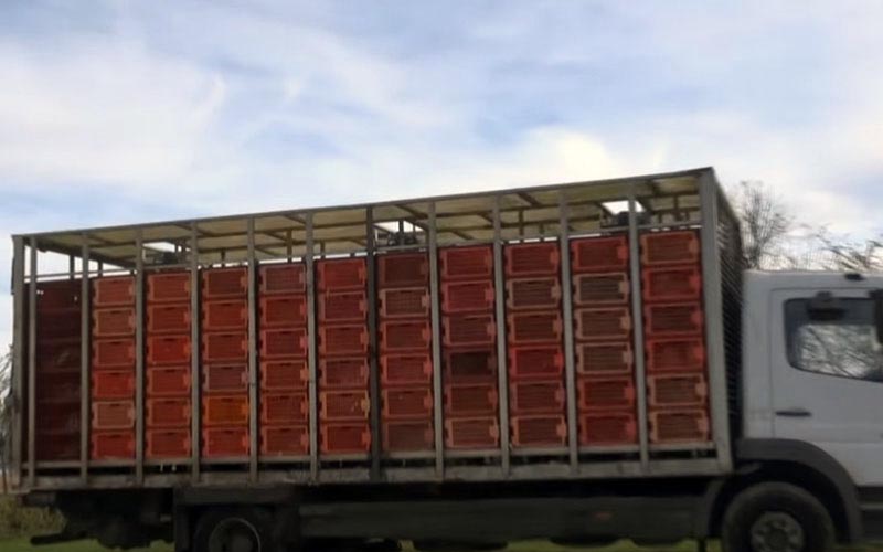 A transport truck loaded with stacked crates filled with poultry.