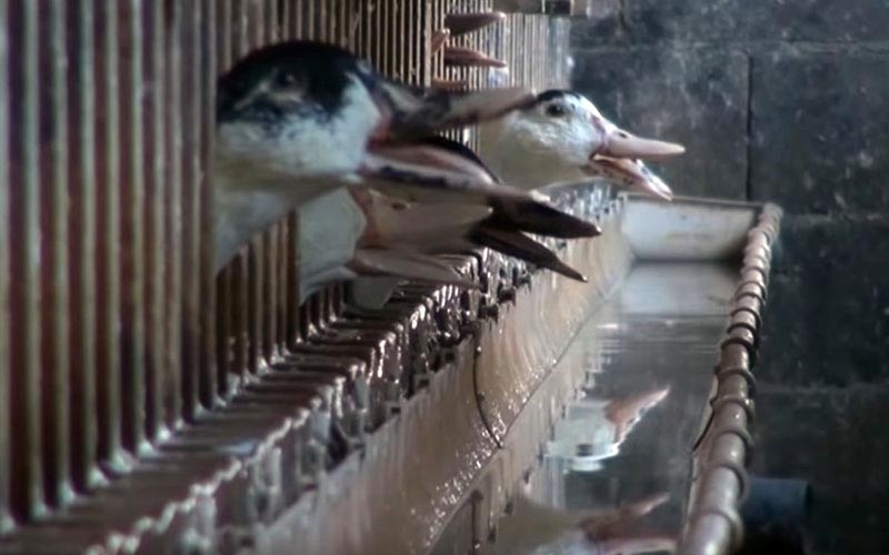 Duck heads sticking through the bars to reach a water trough.