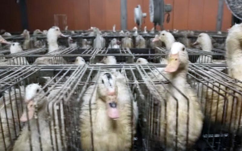 A row of cramped individual metal cages containing ducks in a farming facility.