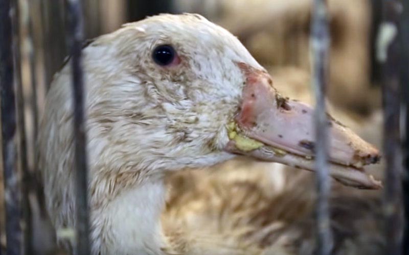 Close-up of a weakened duck with food residue around its beak inside its cage.