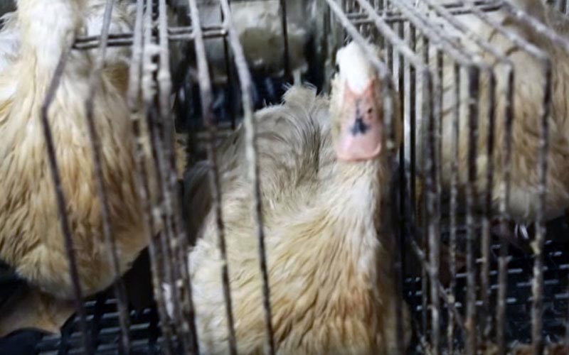 A duck confined in a narrow metal cage.
