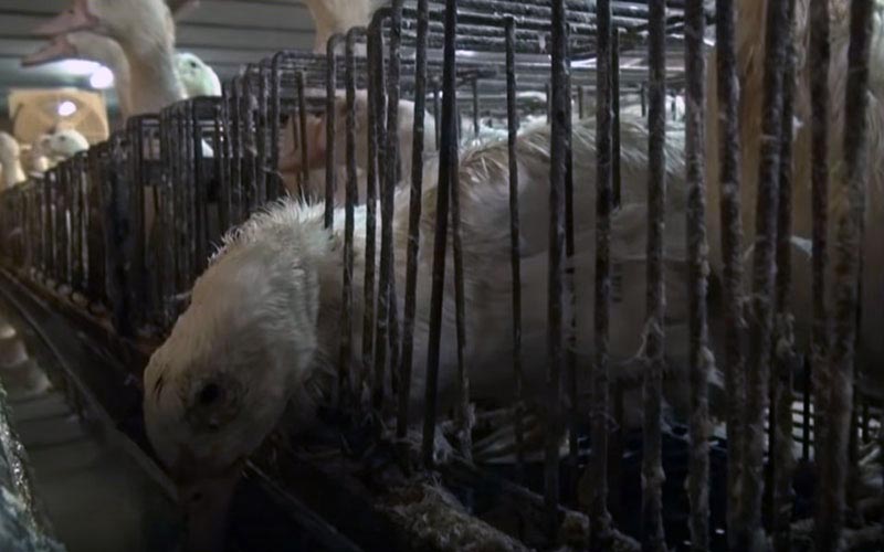 A duck lowering its head through the bars of its cage.