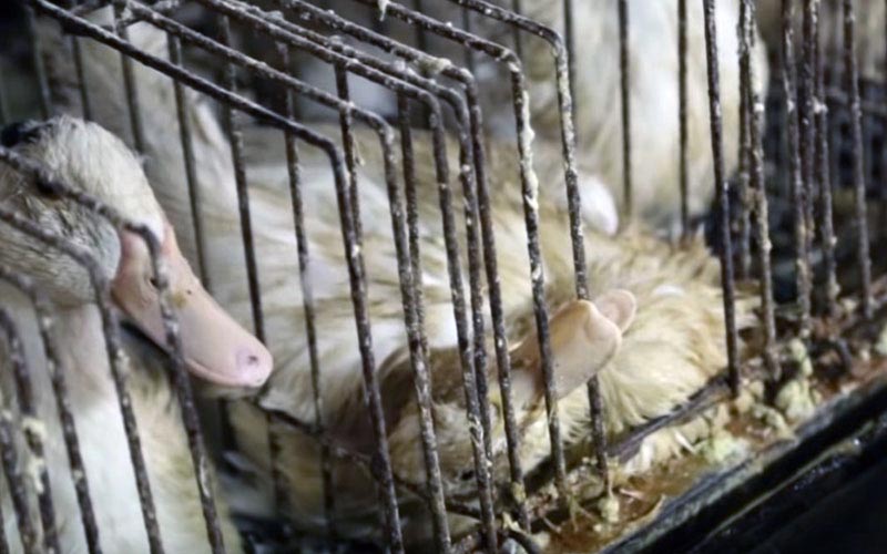 Ducks confined in cramped and dirty metal cages.