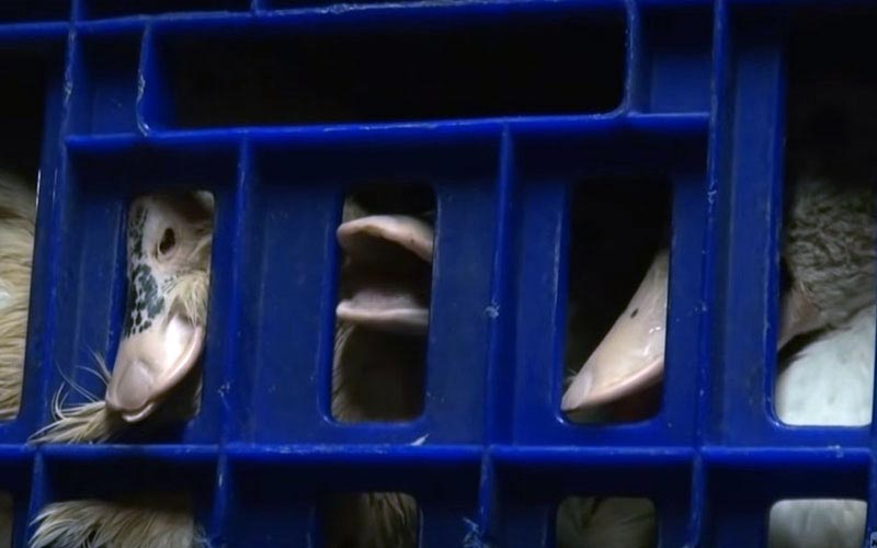 Duck heads visible through the openings of a blue transport crate.