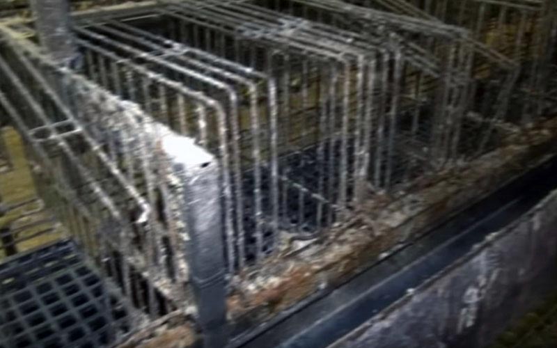 Close-up of empty and soiled metal cages in the farming facility.