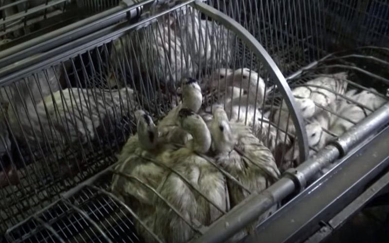 Ducks confined together in a rounded metal cage.
