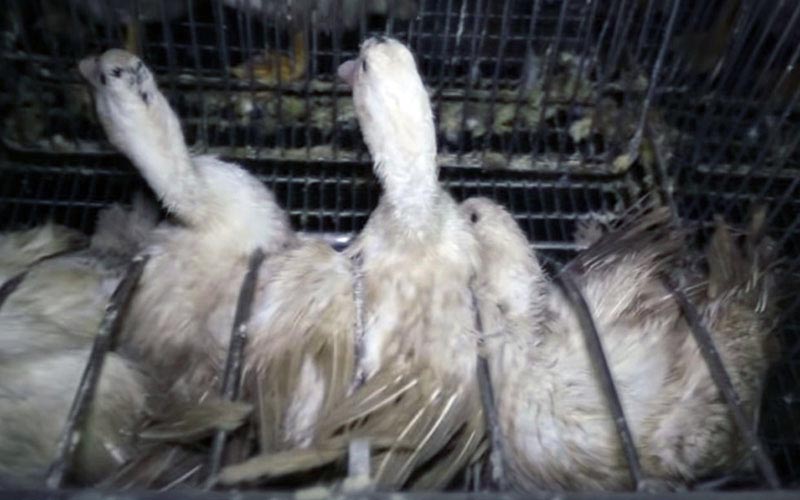 Ducks crammed into individual metal cages.