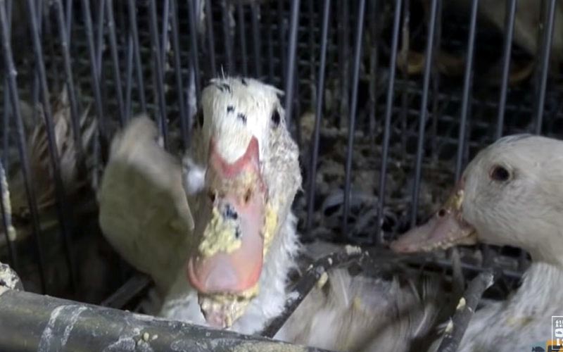 Close-up of a duck with force-feeding residue on its beak through the bars.