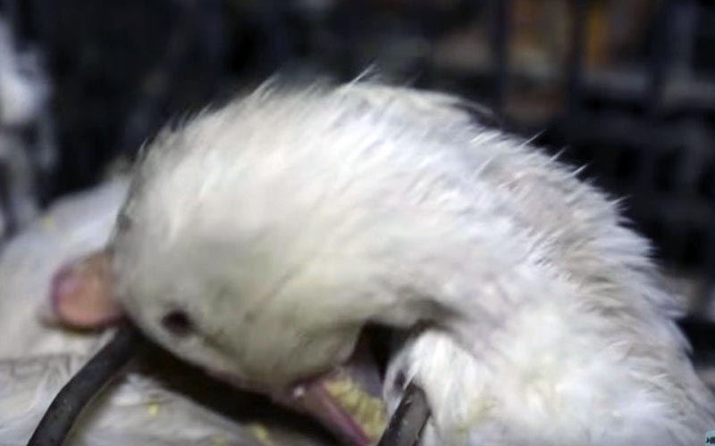 Close-up of a duck trying to move its head inside its cage.