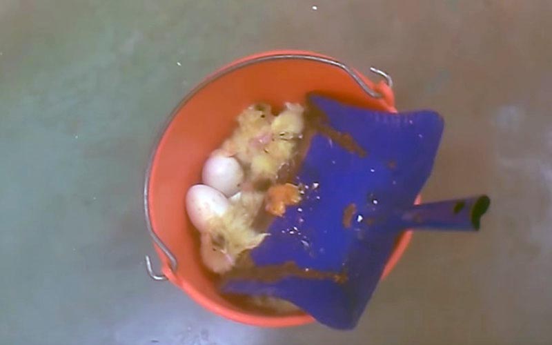 An orange bucket containing small ducklings and eggs next to a blue shovel.