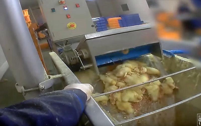 View of an employee handling an industrial mechanism above a bin of ducklings.