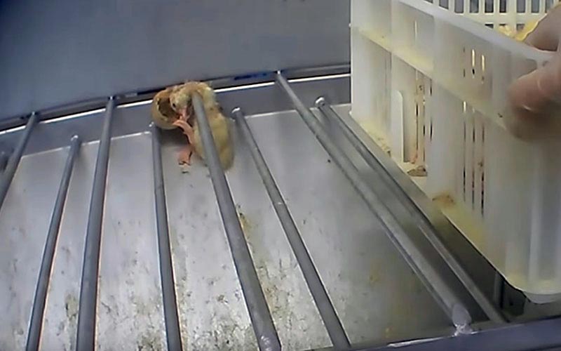 A small duckling next to a white plastic crate on a metal surface.