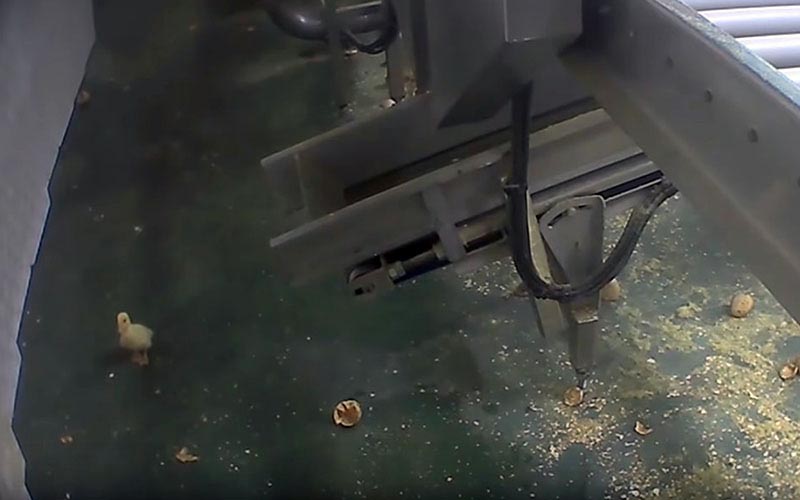 A lone duckling walking on the floor of an industrial processing area.