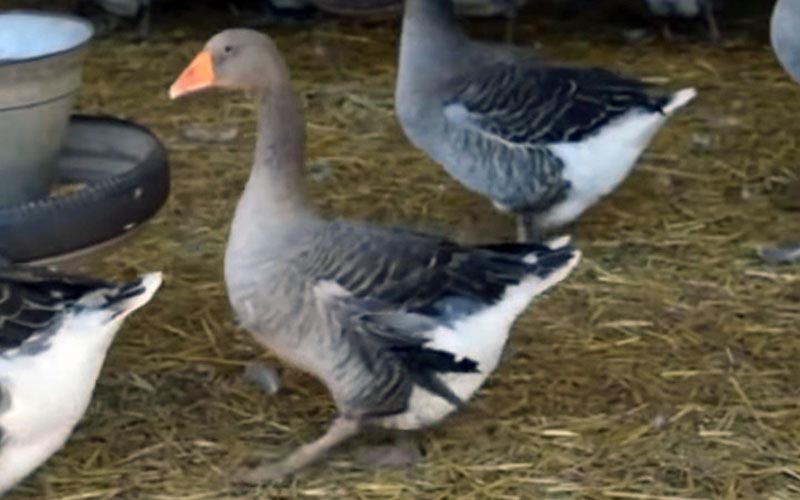 Grey geese walking on straw inside a building.