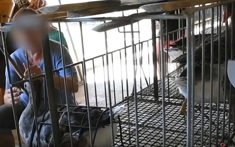 A person force-feeding a goose confined in a metal cage.
