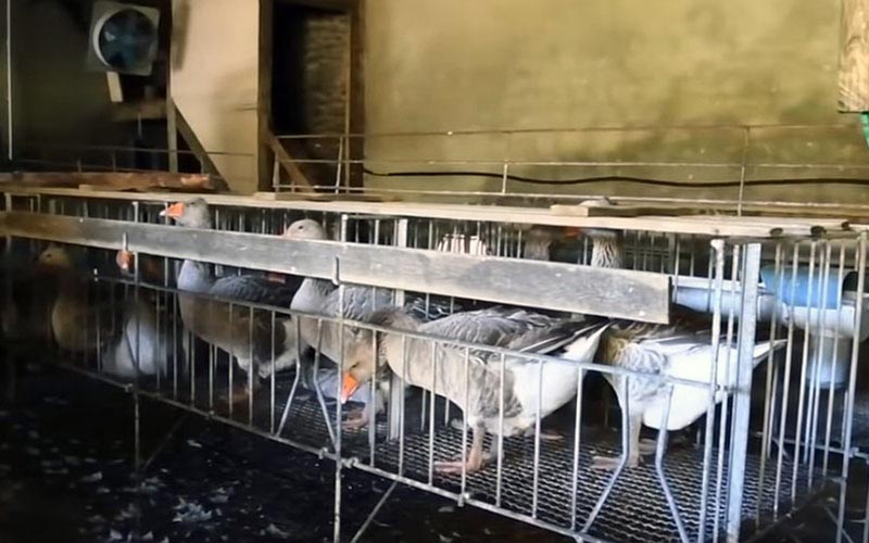 Geese lined up in individual metal cages inside a farming facility.
