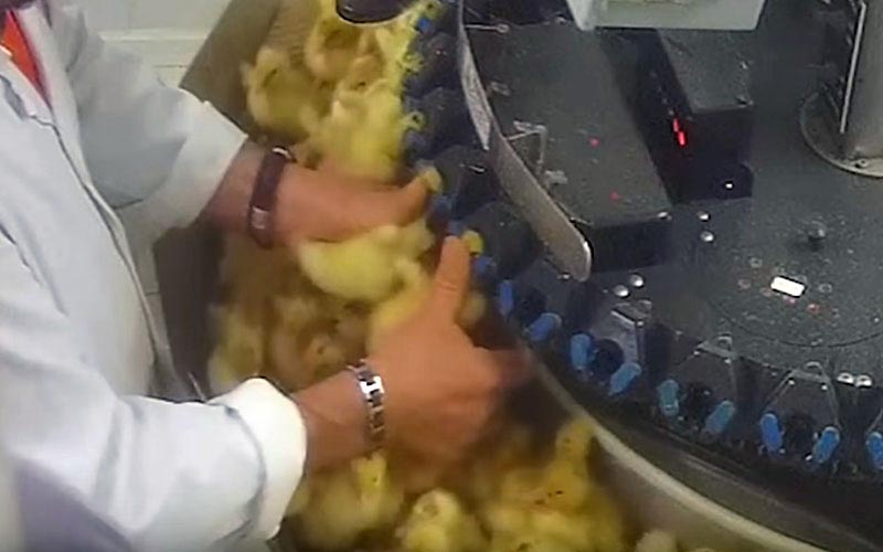 An employee handling a large number of young ducklings near a sorting machine.