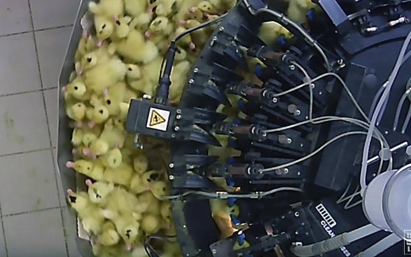 Top-down view of yellow ducklings gathered near an automated processing mechanism.