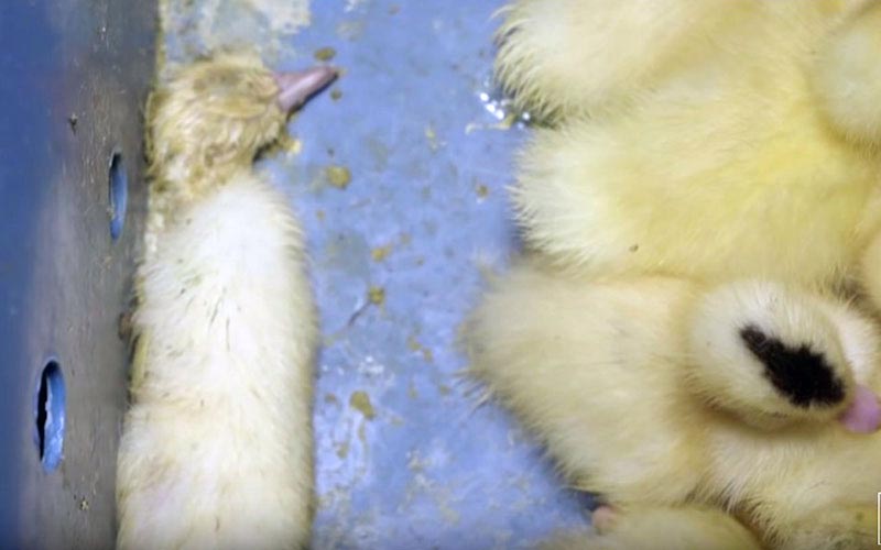 A weakened duckling lying next to other ducklings in a transport bin.