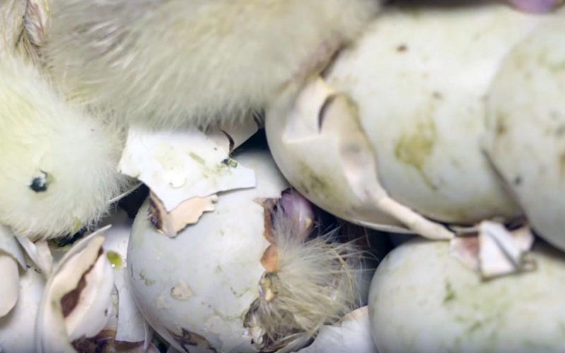 Young ducklings emerging from broken eggshells in an incubator.